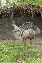 0795 Wildlife Habitat Port Douglas